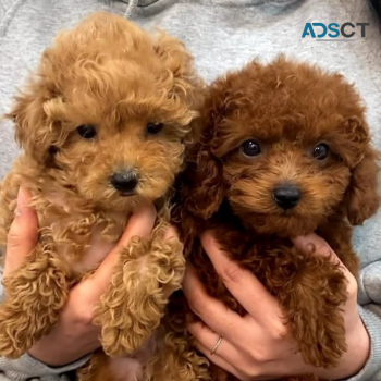 MALTIPOO PUPPIES FOR SALE 