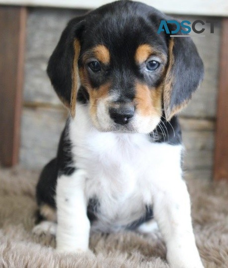 Beagle puppies for sale