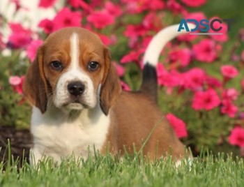 Beagle puppies for sale