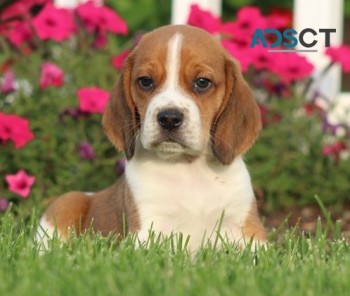 Beagle puppies for sale