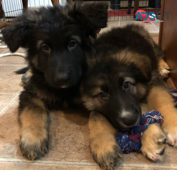 GERMAN SHEPHERD PUPPIES FOR SALE 