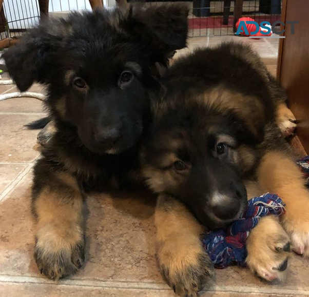 GERMAN SHEPHERD PUPPIES FOR SALE 