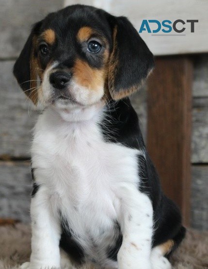 Beagle puppies for sale