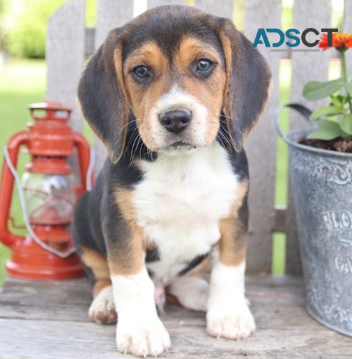 Beagle puppies for sale