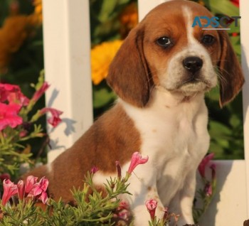 Beagle puppies for sale