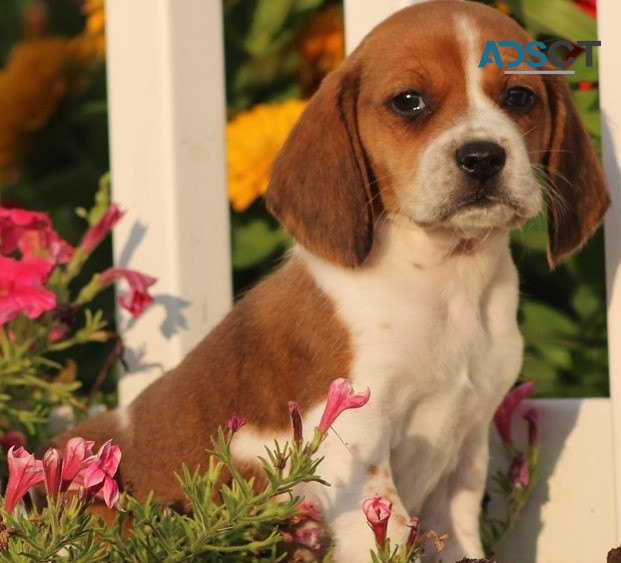 Beagle puppies for sale