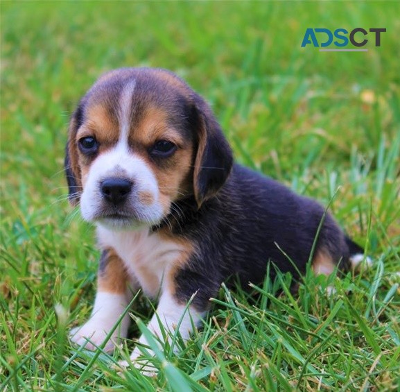 Beagle puppies for sale