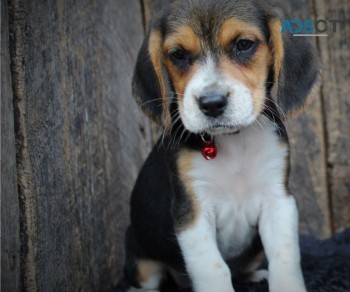 Beagle puppies for sale