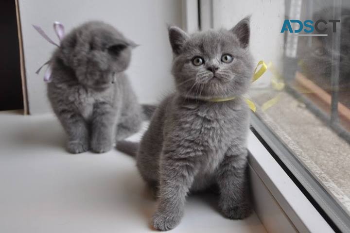 Beautiful British Shorthair Kittens