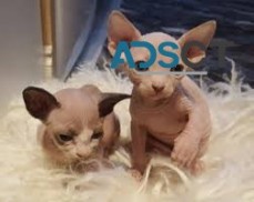 Sphynx Kitten for sale