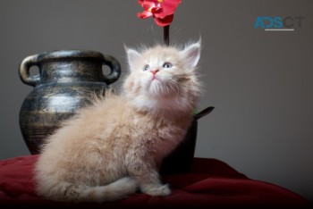 Maine Coon Kittens