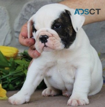 English Bulldog puppies for sale