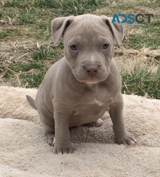 Pure Marble Pitbull Puppy