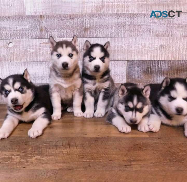 SIBERIAN HUSKY PUPPIES FOR SALE