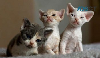 Devon Rex kittens 