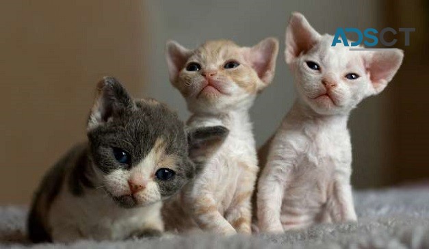 Devon Rex kittens 