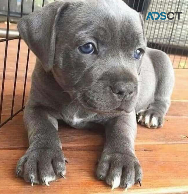 AMERICAN PIT BULL TERRIER PUPPIES