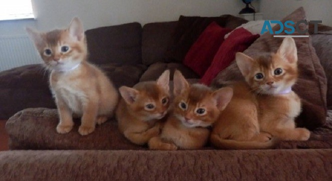 Abyssinian kittens 