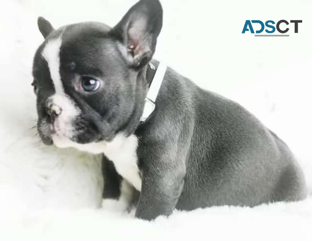 FRENCH BULLDOG PUPPIES FOR SALE