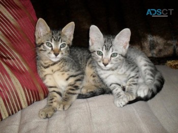 Egyptian Mau kittens 