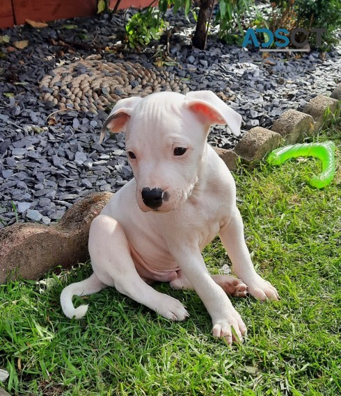 White Male Staffordshire Bull Terrier X 