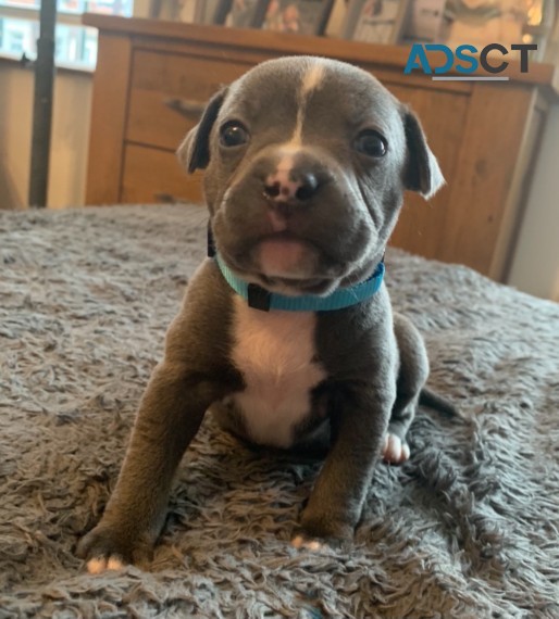 Blue Staffy Puppies 1 Girl & 1 Boy Ready