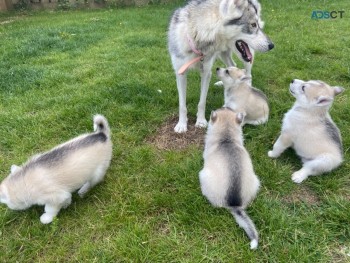 Siberian husky puppy’s