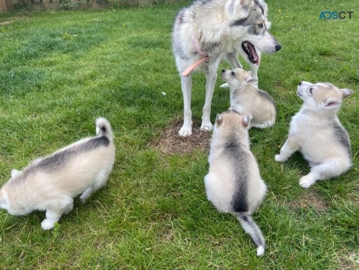 Siberian husky puppy’s