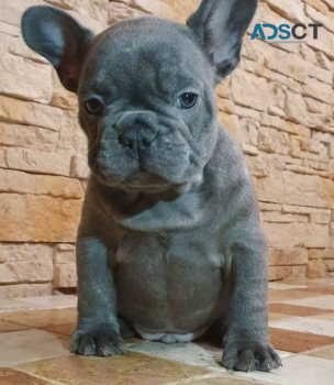 FRENCH BULLDOG PUPPIES FOR SALE