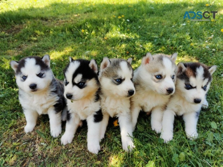 Siberian husky puppy’s