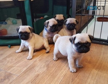 Female Pug Puppy