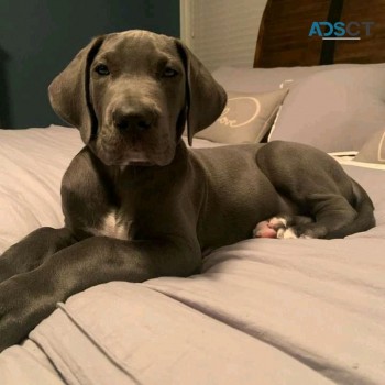 GREAT DANE PUPPIES FOR SALE