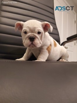 Pure Marble Pitbull Puppy