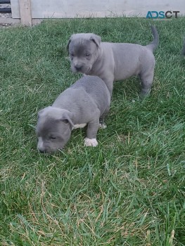 Pure Marble Pitbull Puppy