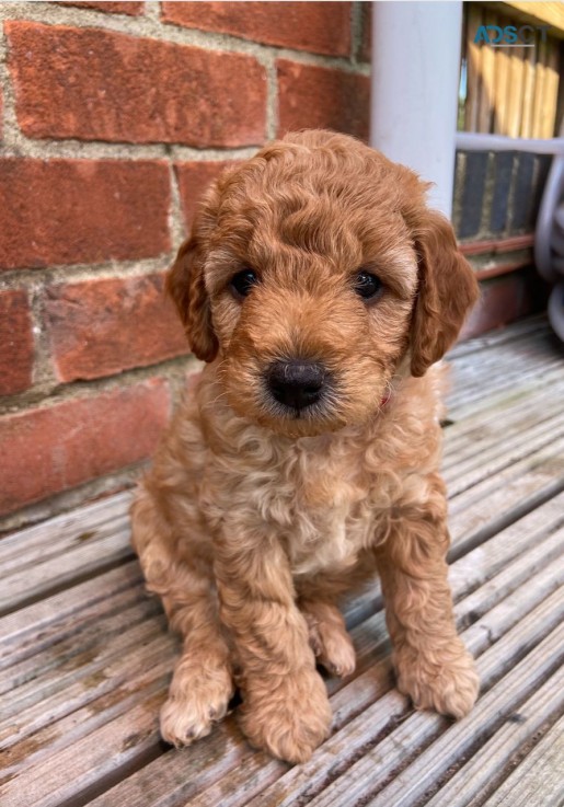  Goldendoodle Puppies Males & Females