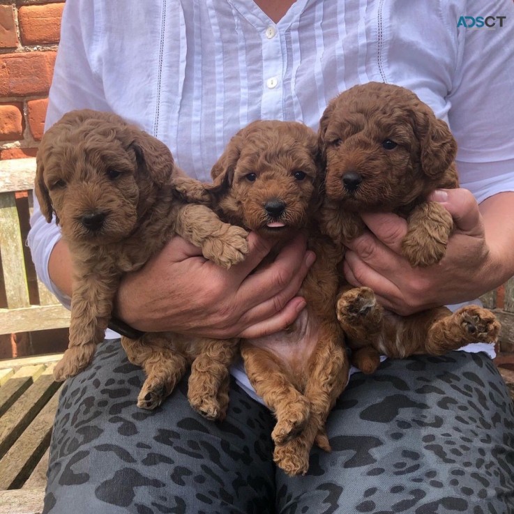 Labradoodle   Puppies ready now