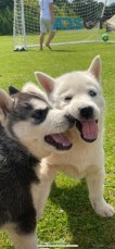 Siberian Husky puppies for sale