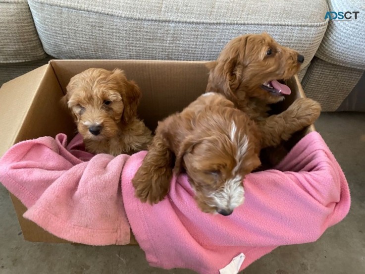 Adorable Cavapoo Pups