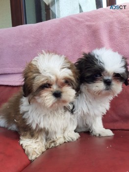 Shih Tzuh  Puppies