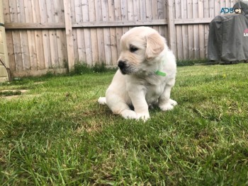 Healthy Golden Retriever  Puppies