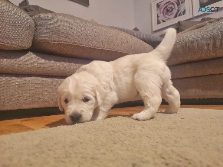 Healthy Golden Retriever  Puppies