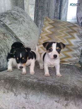 Two little Jack Russell puppies for Sale