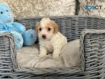   Bichon Frize puppies