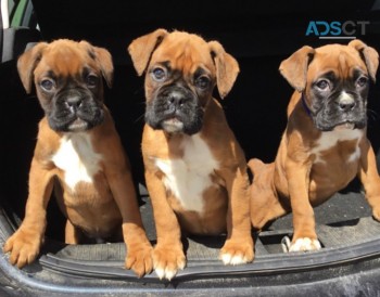    Boxer puppies