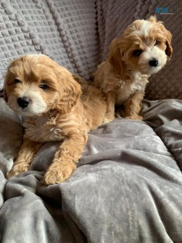 Healthy Home raised Cavapoo pups availab