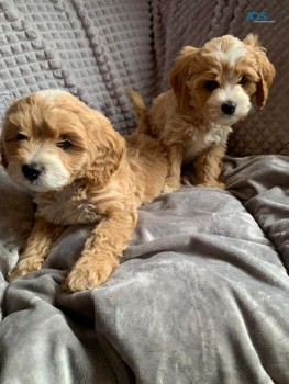 Healthy Home raised Cavapoo pups availab