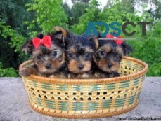   Yorkshire terrier puppy