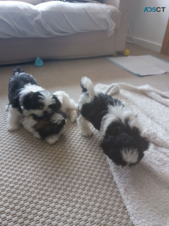 Shih Tzuh  Puppies