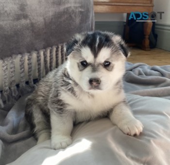  Siberian husky puppies