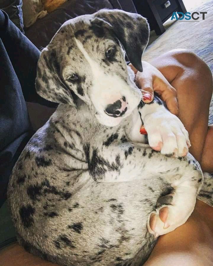 GREAT DANE PUPPIES FOR SALE